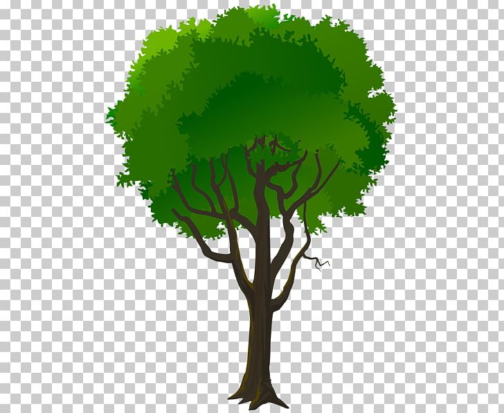 Leaf Branch Grass PNG, Clipart, Branch, Color Decorative Tree, Grass, Green, Leaf Free PNG Download