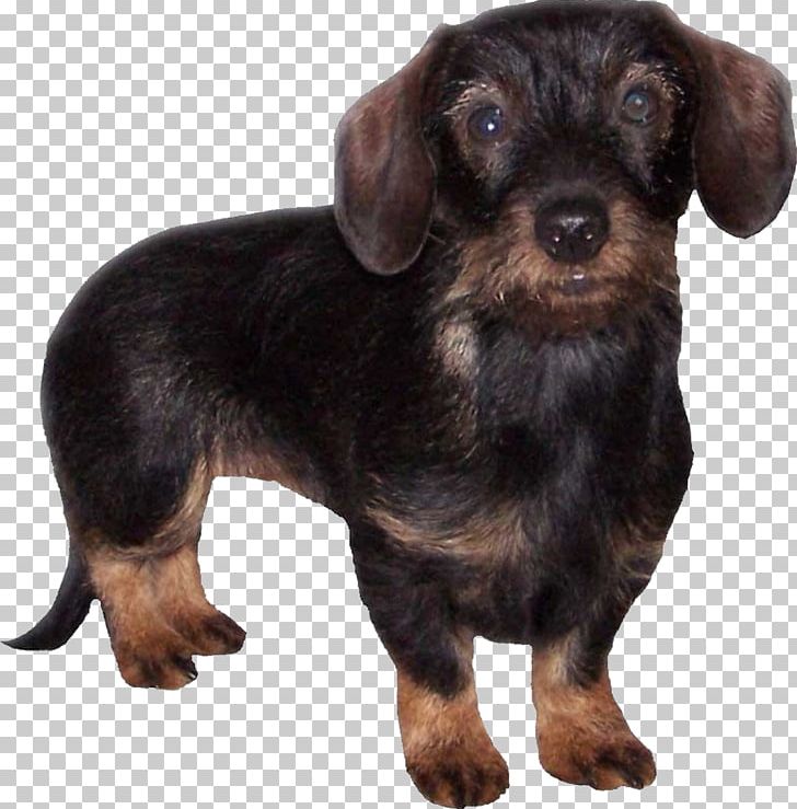 Dachshund Puppy German Pinscher Companion Dog English Toy Terrier PNG, Clipart, Animals, Black And Tan Terrier, Breed, Breeder, Carnivoran Free PNG Download