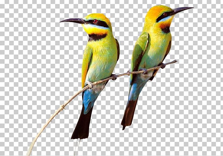 Hummingbird PicsArt Photo Studio Sticker PNG, Clipart, Animal, Animals, Beak, Bee Eater, Bird Free PNG Download