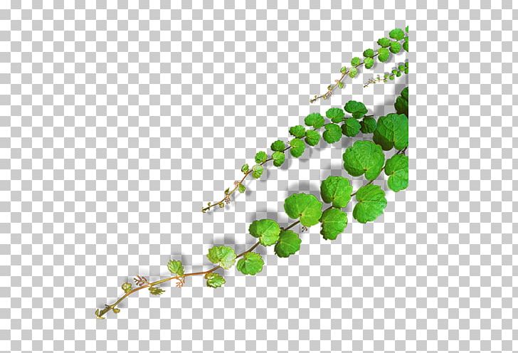 Leaf Petal Google S PNG, Clipart, Alibaba Group, Autumn Leaves, Banana Leaves, Bonsai, Fall Leaves Free PNG Download