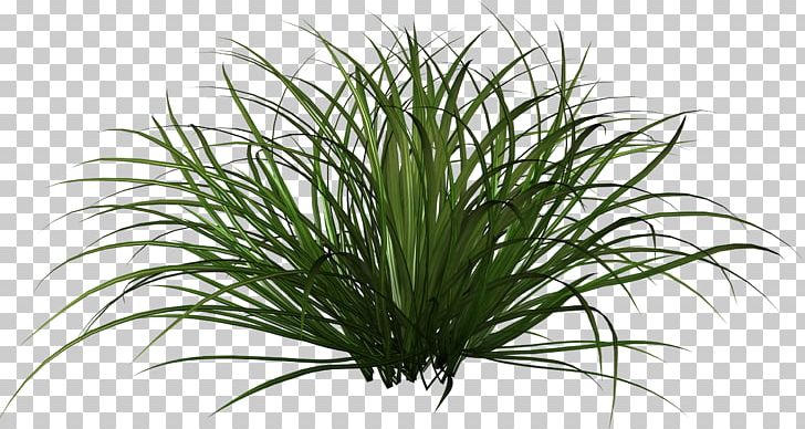 Ornamental Grass Plant PNG, Clipart, Aquarium Decor, Chrysopogon Zizanioides, Clip Art, Desktop Wallpaper, Evergreen Free PNG Download