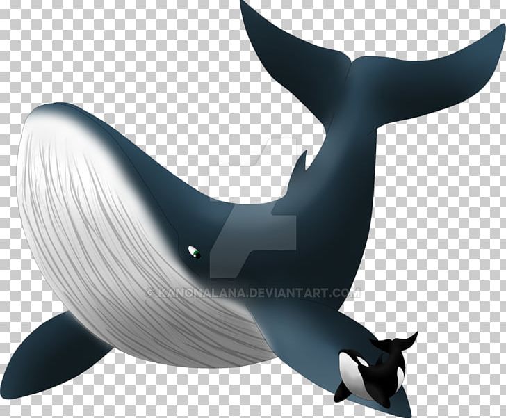 Dolphin Killer Whale Shark PNG, Clipart, Animals, Cetacea, Dolphin, Fauna, Fish Free PNG Download
