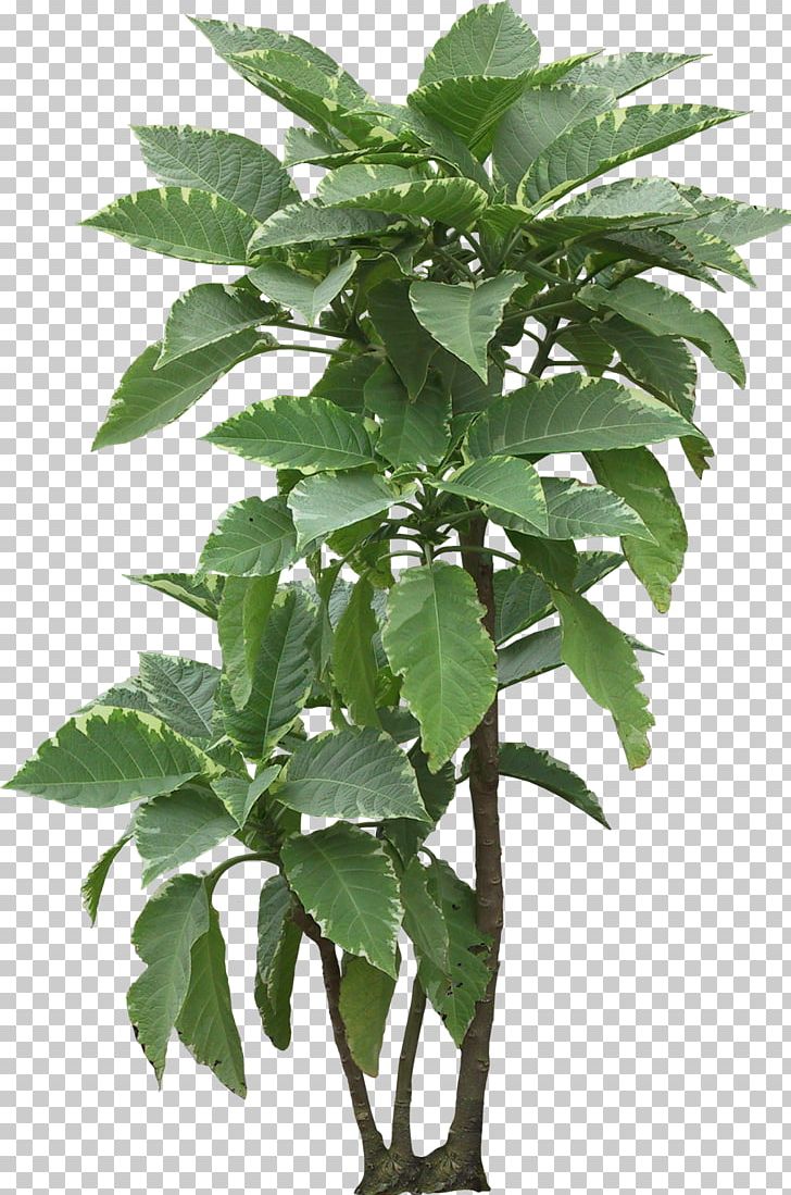 Flowerpot Houseplant Leaf Plant Stem PNG, Clipart, Flowerpot, Foliage, Herb, Houseplant, Leaf Free PNG Download