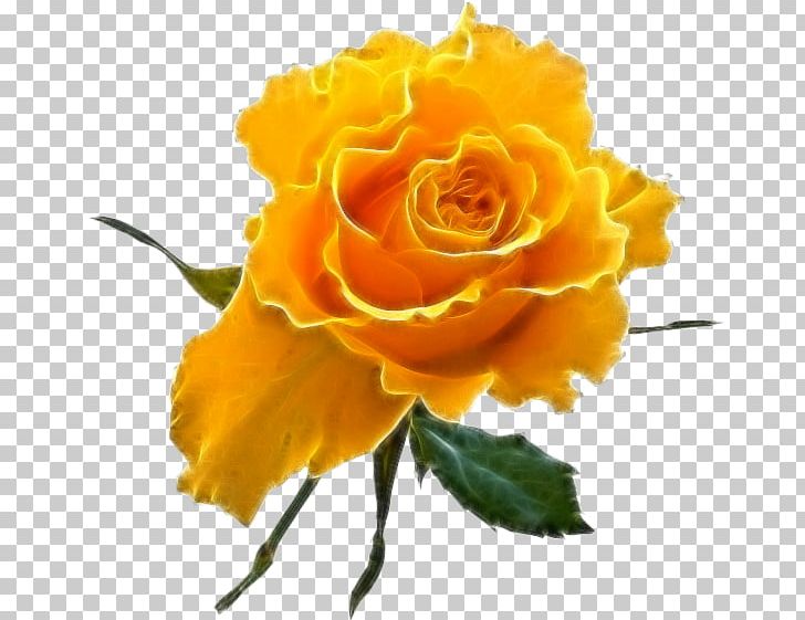 Rose Desktop GIF PNG, Clipart, Austrian Briar, Cut Flowers, Desktop Wallpaper, Floribunda, Floristry Free PNG Download