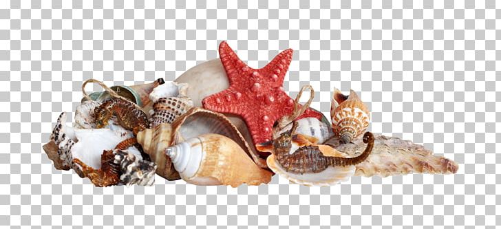 Shell Beach Sea PNG, Clipart, Animal Source Foods, Beach, Clam, Clams Oysters Mussels And Scallops, Cockle Free PNG Download