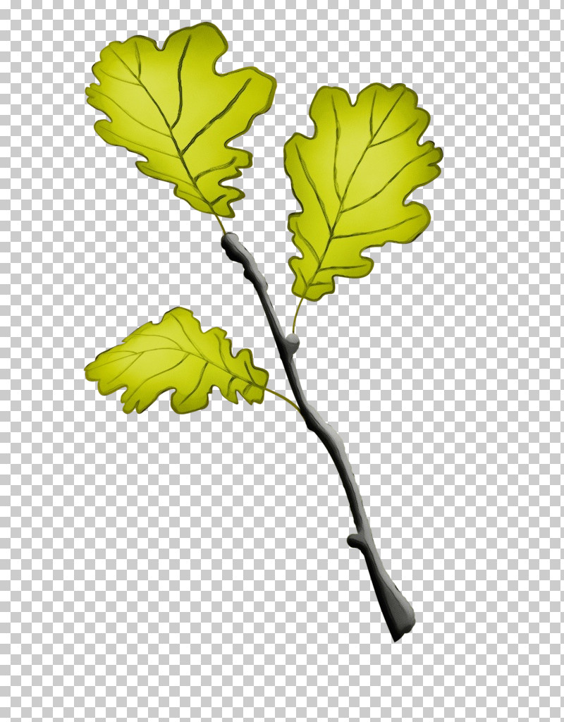 Leaf Plant Stem Twig Tree Fruit PNG, Clipart, Biology, Flower, Fruit, Leaf, Paint Free PNG Download