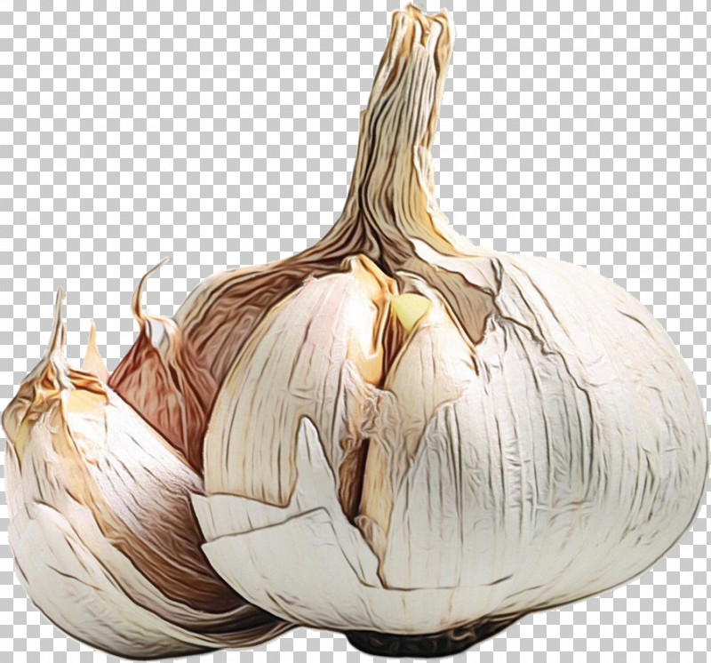 Elephant Garlic Garlic Health Yellow Onion Nutrient PNG, Clipart, Elephant Garlic, Garlic, Health, Infection, Maca Free PNG Download