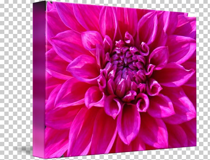 Dahlia Chrysanthemum Aster Cut Flowers Petal PNG, Clipart, Aster, Chrysanthemum, Chrysanths, Cut Flowers, Dahlia Free PNG Download