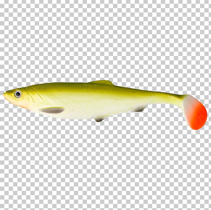 Glasgow Angling Centre Perch Spoon Lure Herring PNG, Clipart, American Shad, Angling, Bony Fish, Fin, Fish Free PNG Download