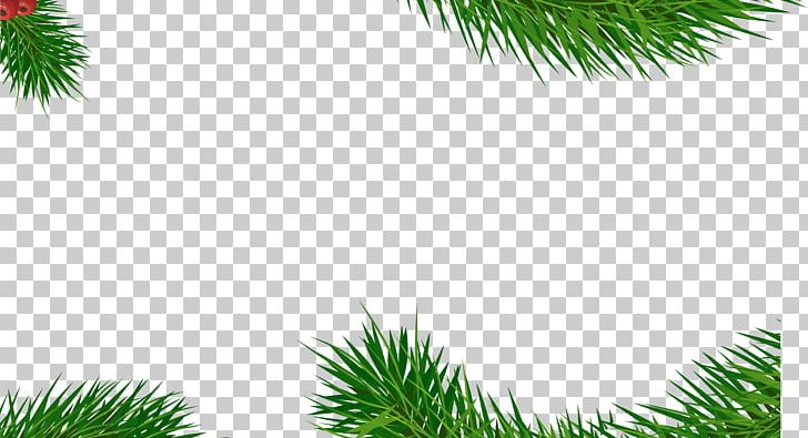 Green Poster PNG, Clipart, Background Green, Background Vector, Branch, Conifer, Decoration Free PNG Download