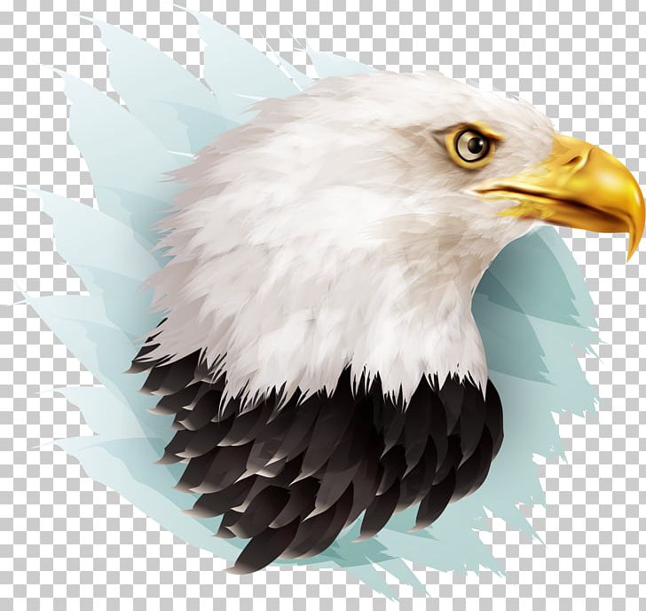 Bald Eagle Bird Beak Illustration PNG, Clipart, Animal, Animal Illustration, Animals, Bird Of Prey, Birds Free PNG Download