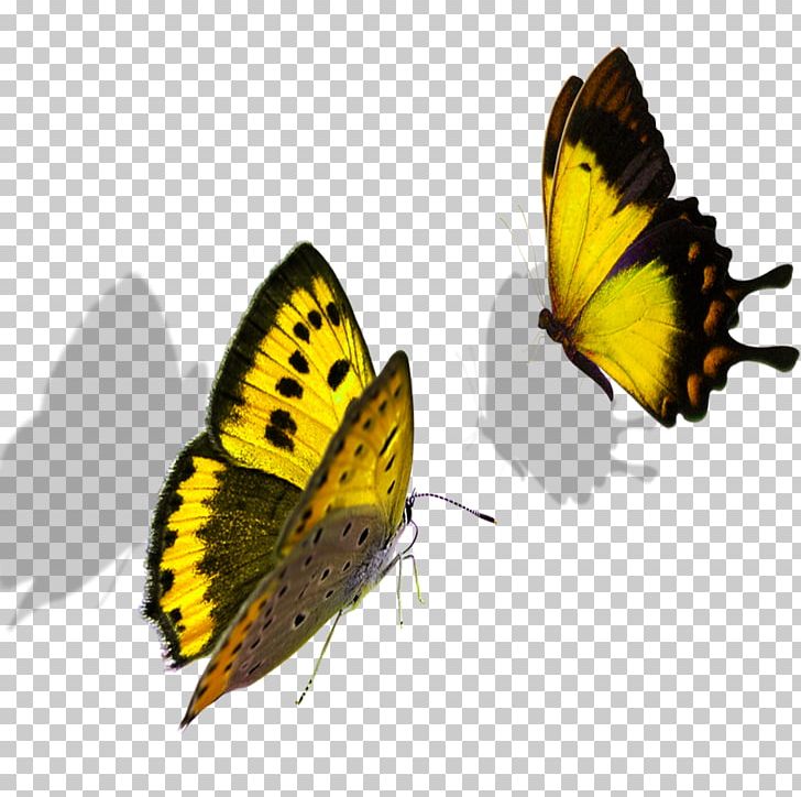 Butterfly Colias Nymphalidae Lycaenidae PNG, Clipart, Arthropod, Blue Butterfly, Brush Footed Butterfly, Butterflies, Butterflies And Moths Free PNG Download