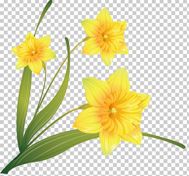Daffodil Drawing Desktop PNG, Clipart, Amaryllis Family, Art, Clip Art, Color, Cut Flowers Free PNG Download