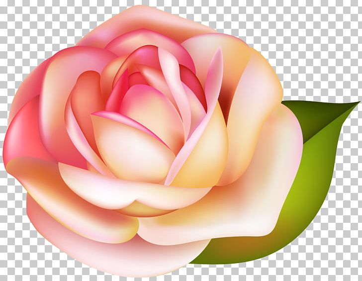 Garden Roses PNG, Clipart, Clipart, Clip Art, Closeup, Computer Network, Computer Wallpaper Free PNG Download
