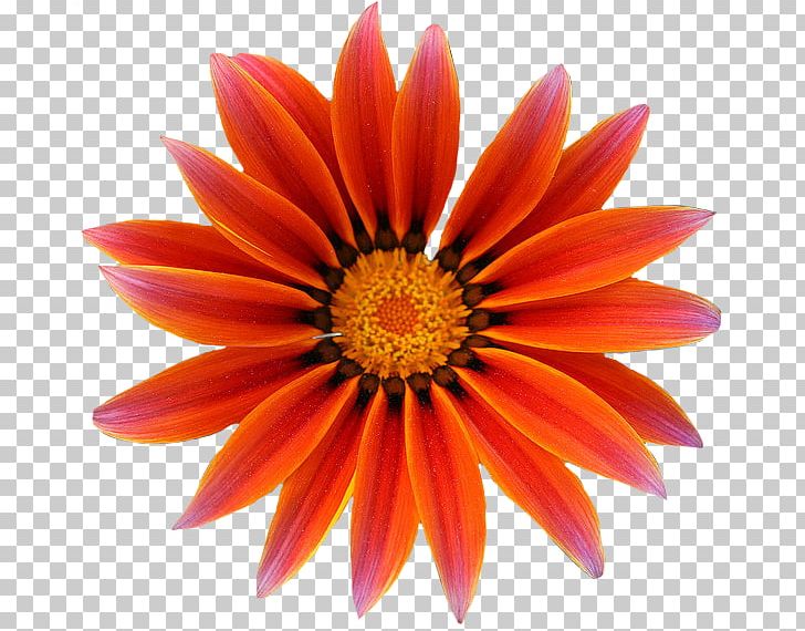 Scalable Graphics PNG, Clipart, Building Designconstruction, Chrysanths, Closeup, Dahlia, Daisy Free PNG Download
