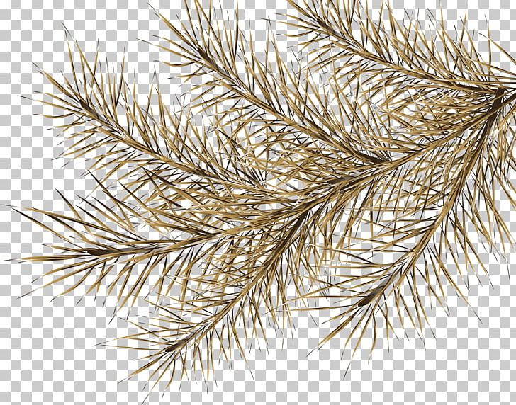 Spruce Digital Tree PNG, Clipart, Branch, Branches, Conifer, Conifers, Digital Image Free PNG Download