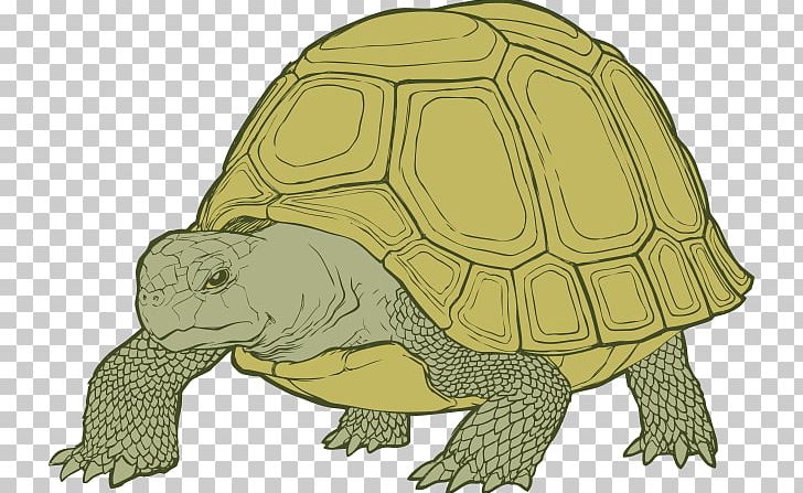 Box Turtles Tortoise Sea Turtle PNG, Clipart, Animals, Box Turtle, Box Turtles, Chelydridae, Drawing Free PNG Download