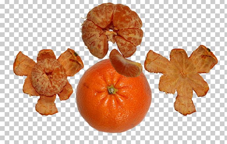 Clementine Tangerine Mandarin Orange Tangelo Bitter Orange PNG, Clipart, Bitter Orange, Calabaza, Citrus, Clementine, Cucurbita Free PNG Download