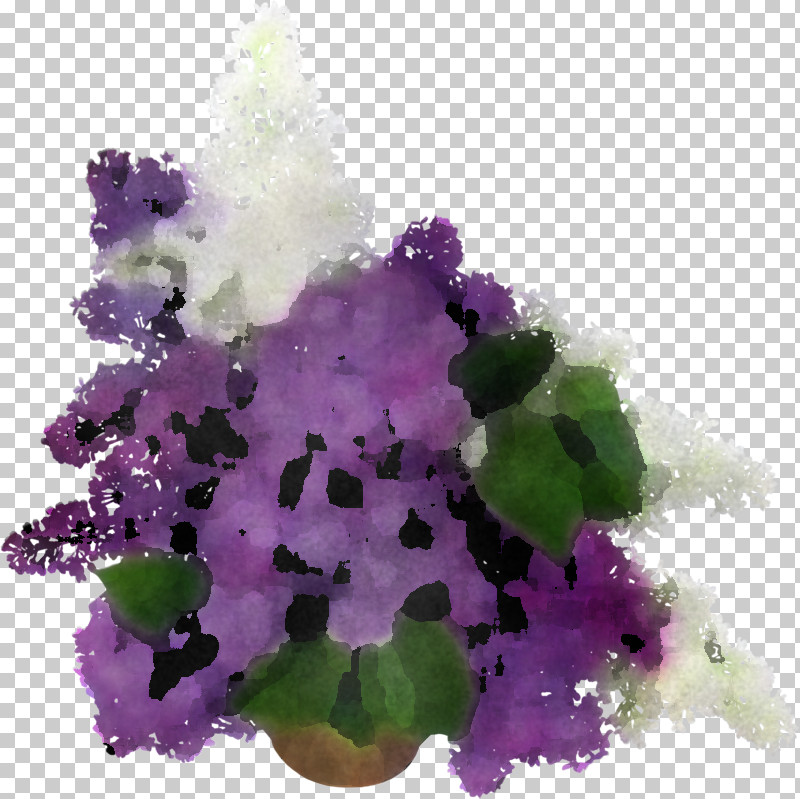 Lavender PNG, Clipart, Animation, Cattleya, Flower, Impatiens, Iris Free PNG Download