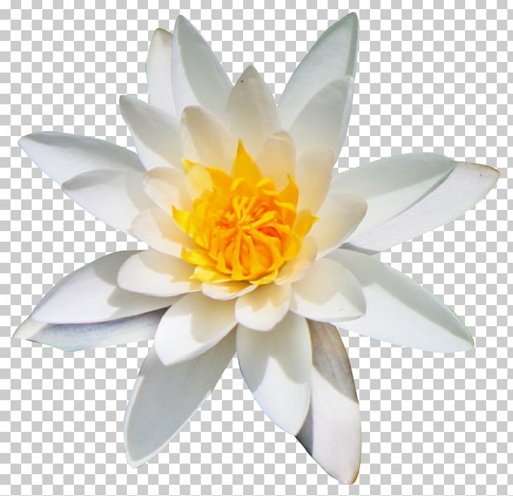 Flower Kolubara PNG, Clipart, Computer Icons, Download, Emphasis, Flower, Lotus Flower Free PNG Download