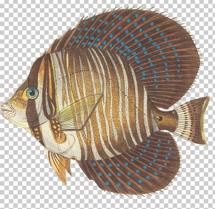 Red Sea Sailfin Tang Yellow Tang Zebrasoma Scopas Palette Surgeonfish PNG, Clipart, Acanthuridae, Acanthurus, Acanthurus Nigrofuscus, Animals, Coral Reef Fish Free PNG Download