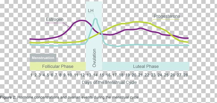 The Menstrual Cycle Menstruation Luteal Phase PNG, Clipart, Angle, Brand, Corpus Luteum, Diagram, Estrogen Free PNG Download