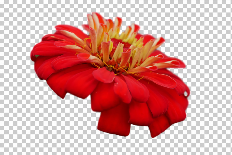 Transvaal Daisy Cut Flowers Chrysanthemum Petal Red PNG, Clipart, Biology, Chrysanthemum, Cut Flowers, Flower, Petal Free PNG Download