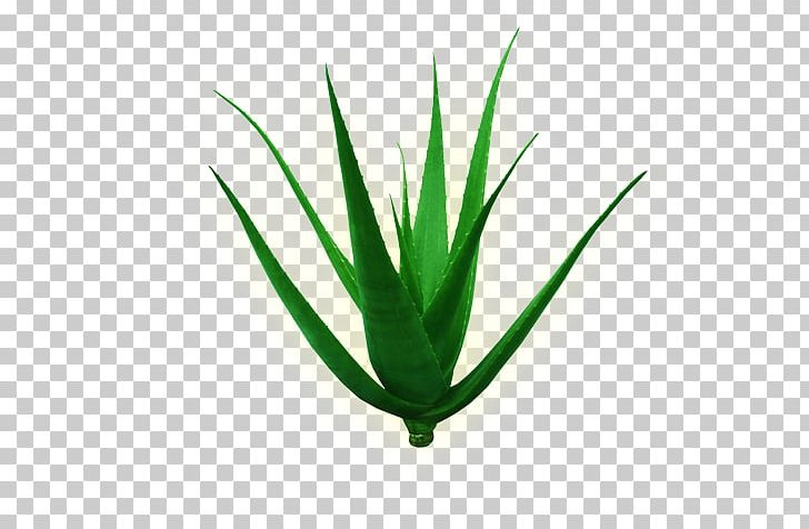 Aloe Vera Plant Stem Leaf Green PNG, Clipart, Agave, Agave Azul, Aloe, Aloe Vera, Andi Free PNG Download