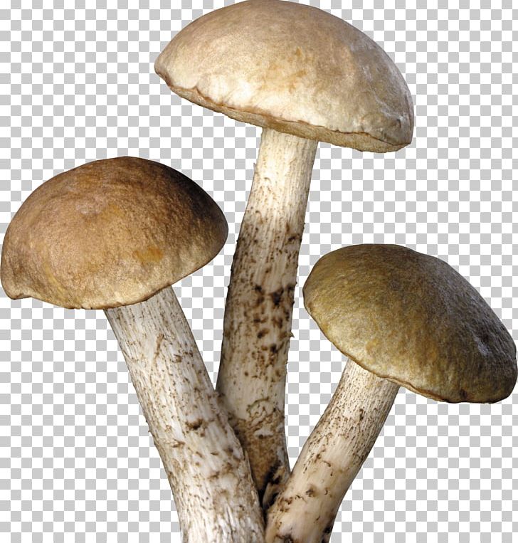 Mushroom PNG, Clipart, Common Mushroom, Download, Food, Free, Fungus Free PNG Download