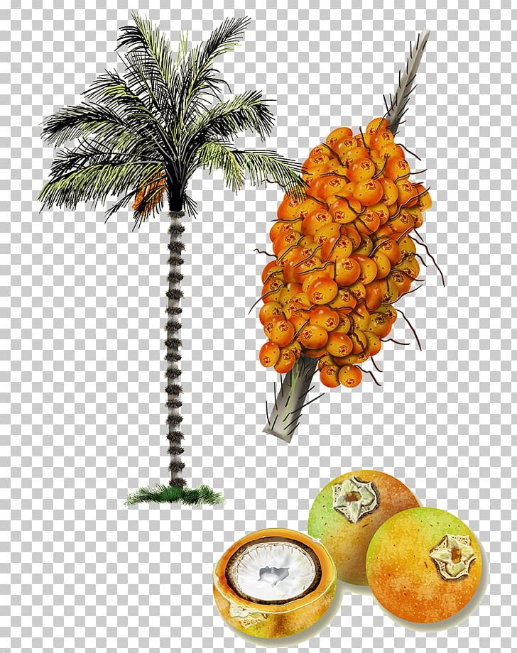 Astrocaryum Aculeatum Astrocaryum Vulgare Amazon Rainforest Arecaceae Coconut PNG, Clipart, Ananas, Arecaceae, Astrocaryum, Astrocaryum Aculeatum, Christmas Tree Free PNG Download