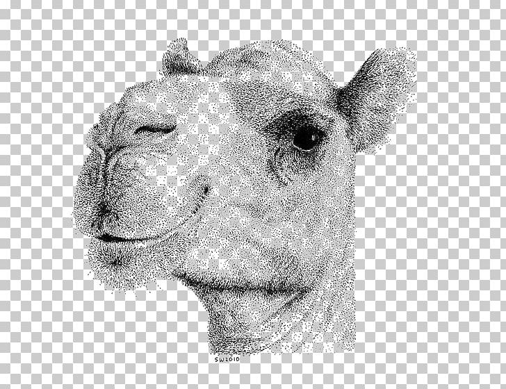 Bactrian Camel Camel Face Drawing Stippling Illustration PNG, Clipart, Animal, Animals, Art, Artist, Black And White Free PNG Download
