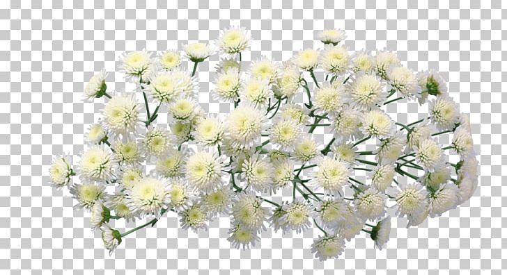 Chrysanthemum Flower Floral Design PNG, Clipart, Blossom, Body Jewelry, Branch, Chin Background, Chrysanthemum Free PNG Download