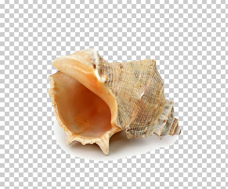 Seashell Starfish Beach PNG, Clipart, Animal Product, Cartoon Conch, Clam, Clams Oysters Mussels And Scallops, Cockle Free PNG Download