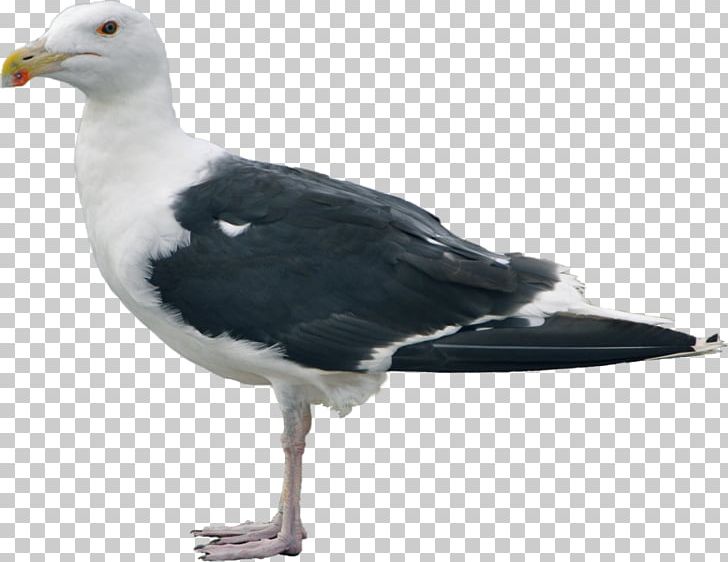 Great Black-backed Gull Gulls Shorebirds European Herring Gull PNG, Clipart, American Herring Gull, Animal, Animals, Beak, Bird Free PNG Download