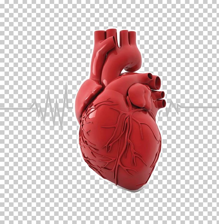Organ Printing Heart Anatomy Human Body PNG, Clipart, Anatomy, Blood Vessel, Cholesterol, Circulatory System, Drawing Free PNG Download