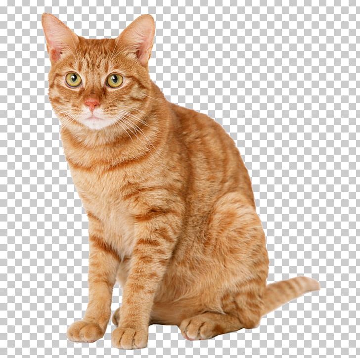 Tabby Cat Kitten Dog Domestic Short-haired Cat PNG, Clipart, Animal, Animals, Carnivoran, Cat Ear, Cat Like Mammal Free PNG Download
