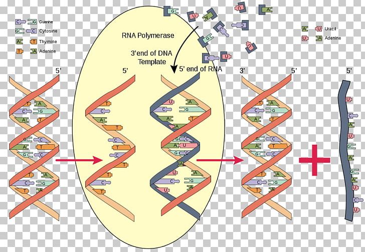 RNA Polymerase Nucleic Acid DNA PNG, Clipart, Acid, Adenine, Area, Biochemistry, Diagram Free PNG Download