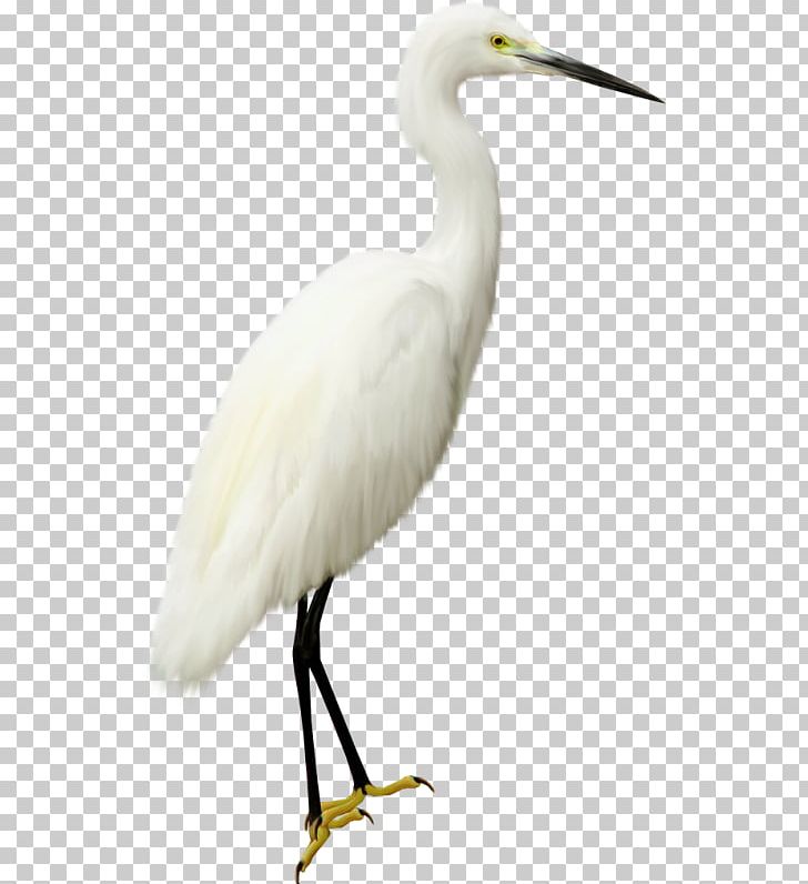 Seabird Photography PNG, Clipart, Adobe Illustrator, Albom, Animal, Background White, Beak Free PNG Download