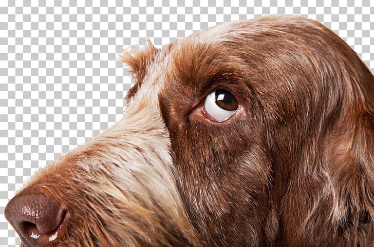 Spinone Italiano Boxer Curly-Coated Retriever Puppy Really Important Stuff My Dog Has Taught Me PNG, Clipart, 3d Animation, Alamy, Animal, Animals, Anime Character Free PNG Download