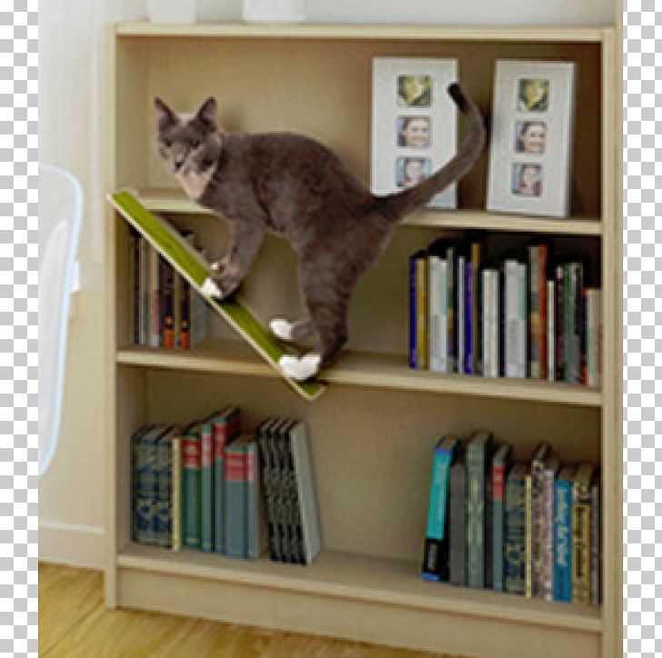 Cat Shelf Bookcase Window Library PNG, Clipart, Array Data Structure, Bookcase, Cat, Cat Like Mammal, Document Free PNG Download