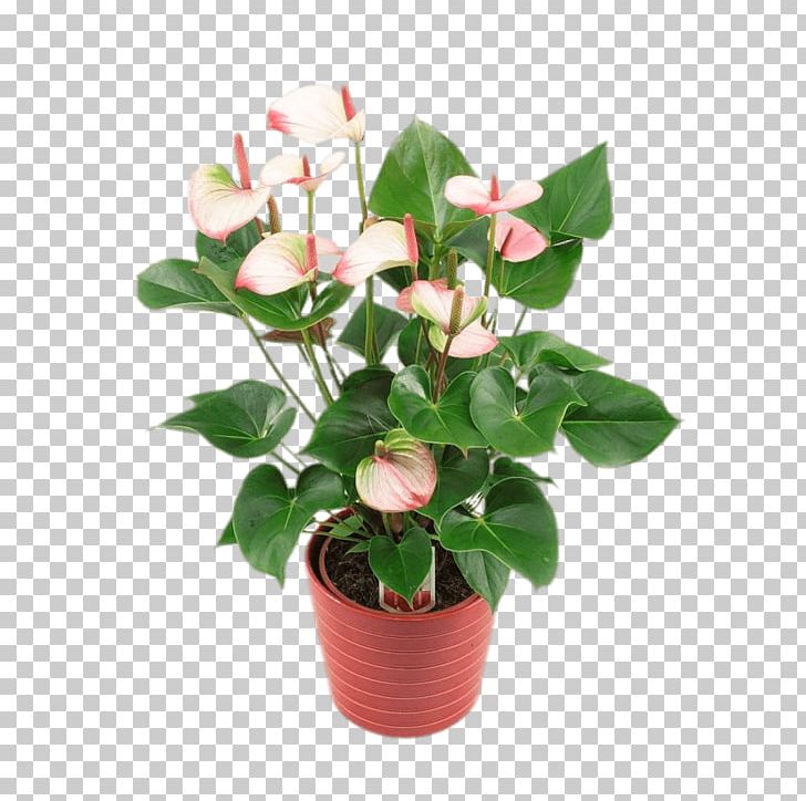 Cut Flowers Anthurium Andraeanum Houseplant Flowerpot PNG, Clipart, Anthurium, Anthurium Andraeanum, Artificial Flower, Arum Lilies, Calla Lily Free PNG Download