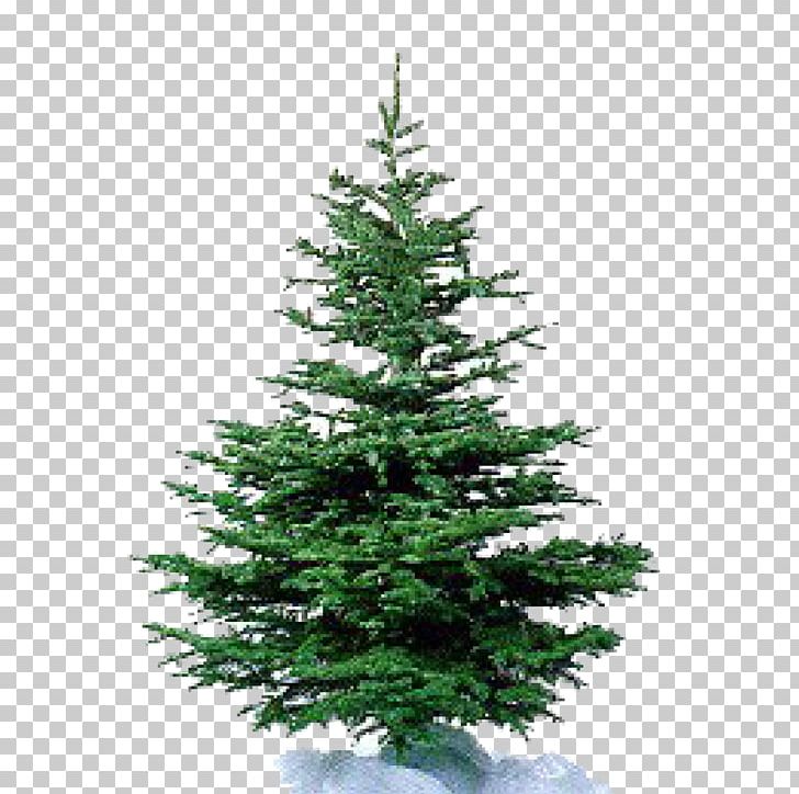Nordmann Fir Artificial Christmas Tree Pine PNG, Clipart, Artificial Christmas Tree, Christmas, Christmas Decoration, Christmas Ornament, Christmas Tree Free PNG Download
