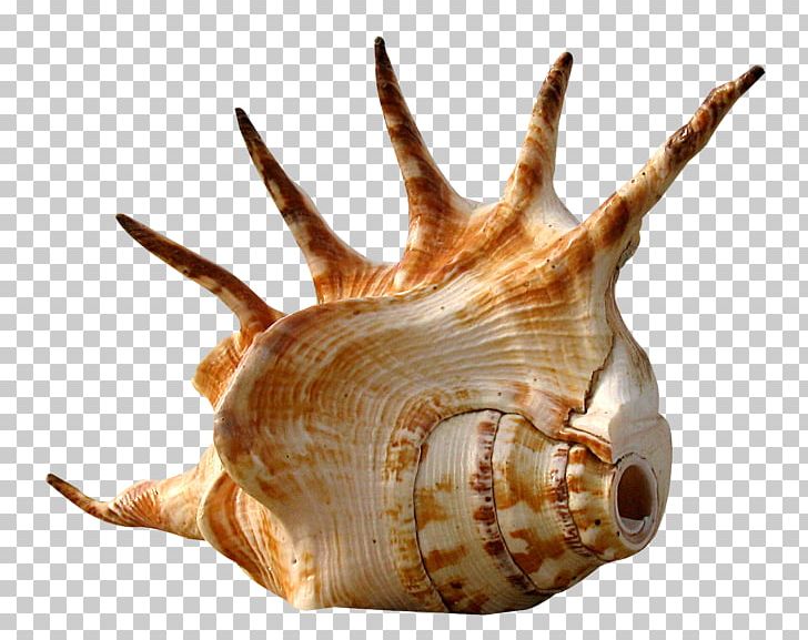 Seashell Conch Snail Shellcraft PNG, Clipart, Animals, Beach, Coast, Conch, Invertebrate Free PNG Download