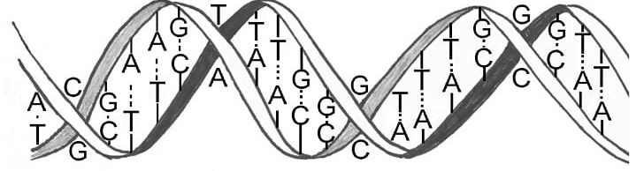 The Double Helix: A Personal Account Of The Discovery Of The Structure Of DNA Nucleic Acid Double Helix Adenine Nucleotide PNG, Clipart, Adenine, Angle, Bas, Black, Dna Free PNG Download