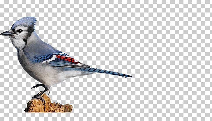 Blue Jay Finches Beak Feather Wildlife PNG, Clipart, Animals, Beak, Bird, Blue Jay, Crow Like Bird Free PNG Download