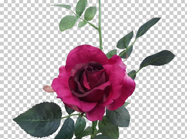 Garden Roses Cabbage Rose Cut Flowers Floral Design PNG, Clipart, Branch, China Rose, Cut Flowers, Floral Design, Floribunda Free PNG Download