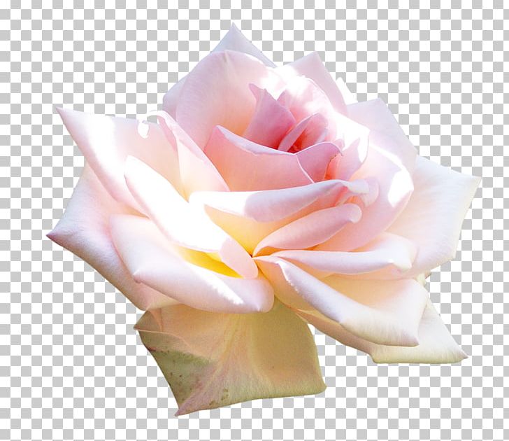 Garden Roses PNG, Clipart, Albom, Blog, Cut Flowers, Desktop Wallpaper, Flower Free PNG Download