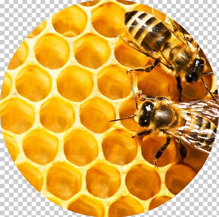 Western Honey Bee Honeycomb Beehive Beeswax PNG, Clipart, Bee, Beehive, Beekeeping, Bee Pollen, Beeswax Free PNG Download