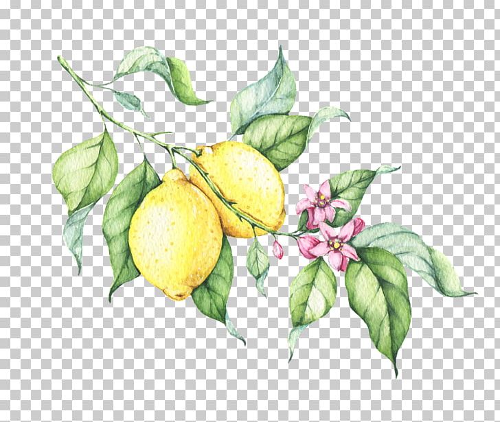 Lemon Drop Drawing PNG, Clipart, Apple, Bitter Orange, Branch, Citron, Citrus Free PNG Download