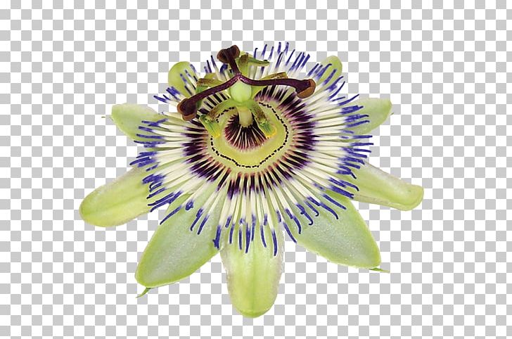 Purple Passionflower Dietary Supplement Passiflora Caerulea Giant Granadilla Extract PNG, Clipart, Dietary Supplement, Extract, Flower, Giant Granadilla, Health Free PNG Download